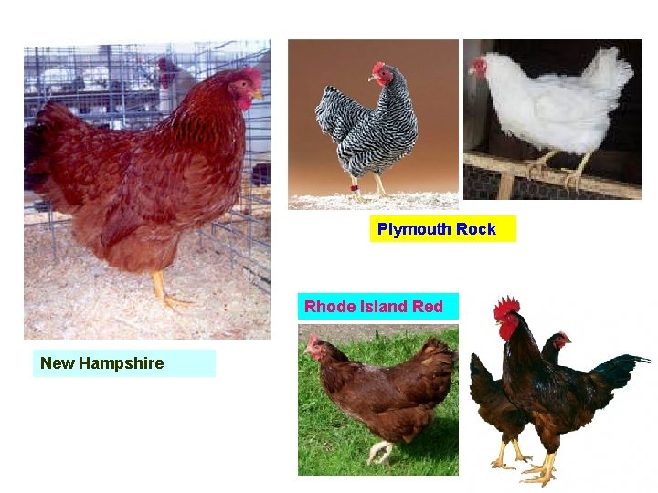 Plymouth Rock Rhode Island Red New Hampshire 