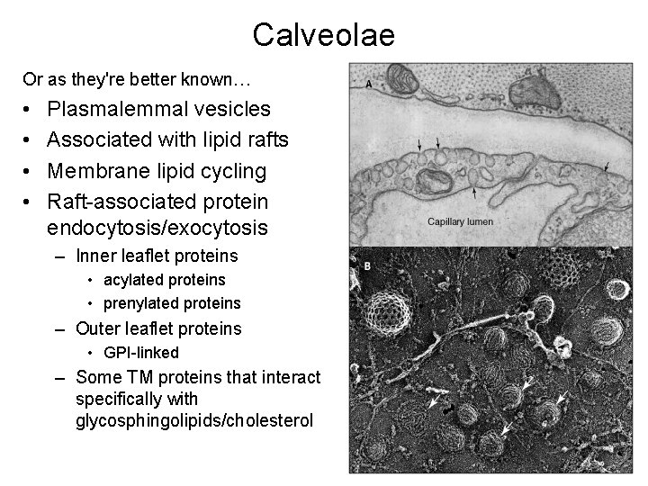 Calveolae Or as they're better known… • • Plasmalemmal vesicles Associated with lipid rafts