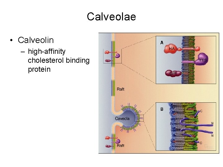 Calveolae • Calveolin – high-affinity cholesterol binding protein 