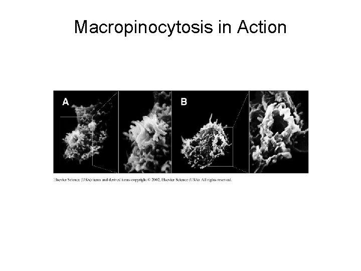 Macropinocytosis in Action 