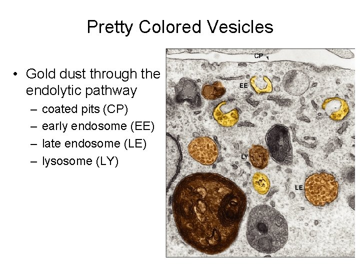 Pretty Colored Vesicles • Gold dust through the endolytic pathway – – coated pits