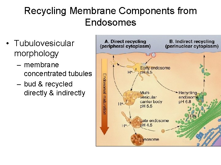 Recycling Membrane Components from Endosomes • Tubulovesicular morphology – membrane concentrated tubules – bud