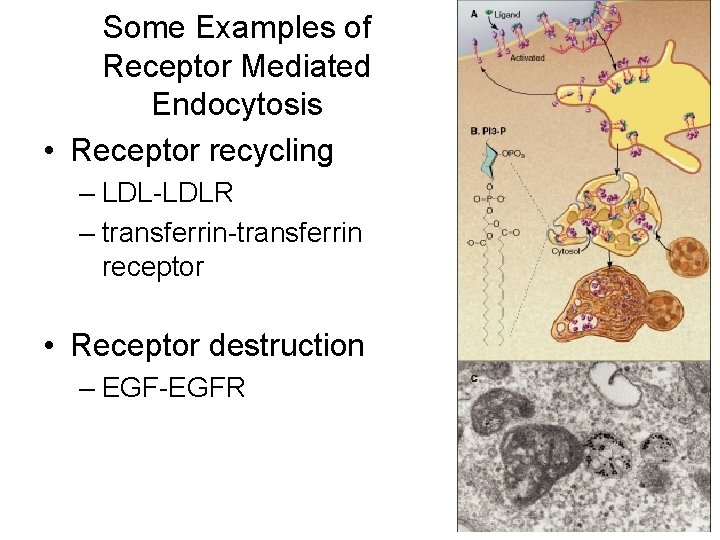 Some Examples of Receptor Mediated Endocytosis • Receptor recycling – LDL-LDLR – transferrin-transferrin receptor