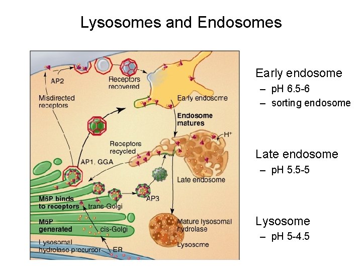 Lysosomes and Endosomes • Early endosome – p. H 6. 5 -6 – sorting