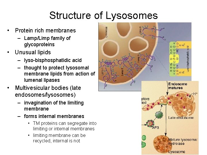Structure of Lysosomes • Protein rich membranes – Lamp/Limp family of glycoproteins • Unusual