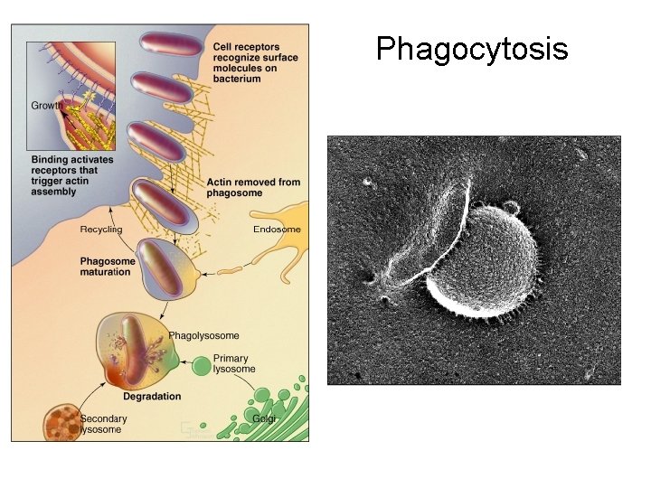 Phagocytosis 