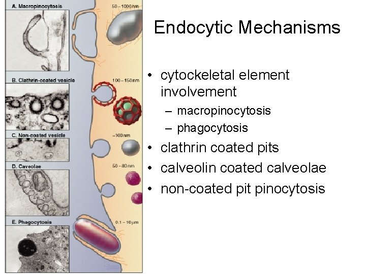 Endocytic Mechanisms • cytockeletal element involvement – macropinocytosis – phagocytosis • clathrin coated pits
