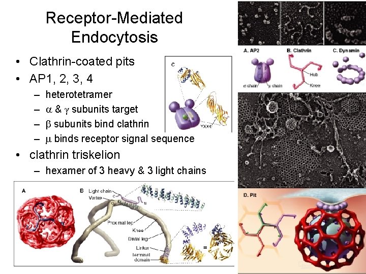 Receptor-Mediated Endocytosis • Clathrin-coated pits • AP 1, 2, 3, 4 – – heterotetramer