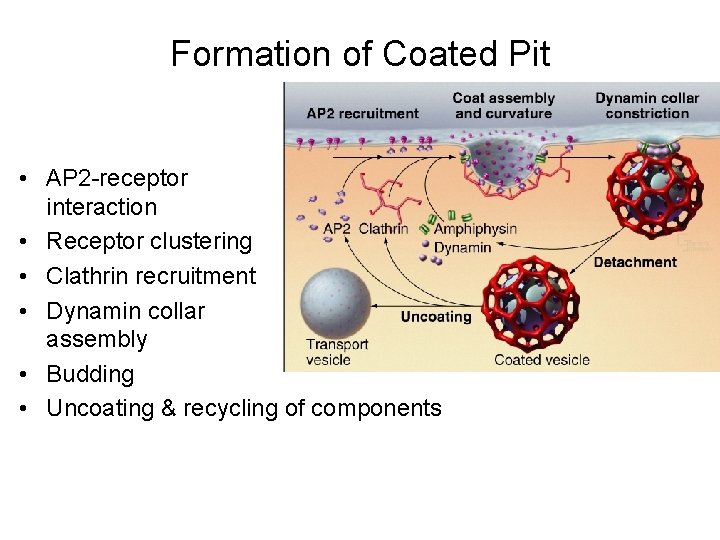 Formation of Coated Pit • AP 2 -receptor interaction • Receptor clustering • Clathrin