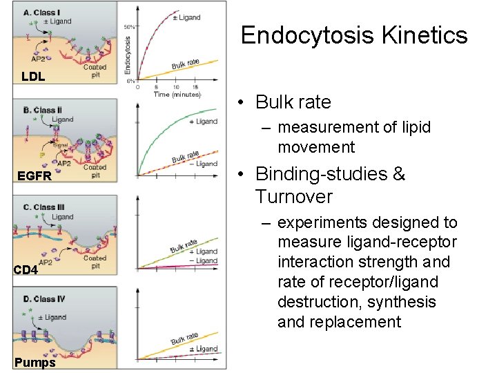 Endocytosis Kinetics LDL • Bulk rate – measurement of lipid movement EGFR CD 4