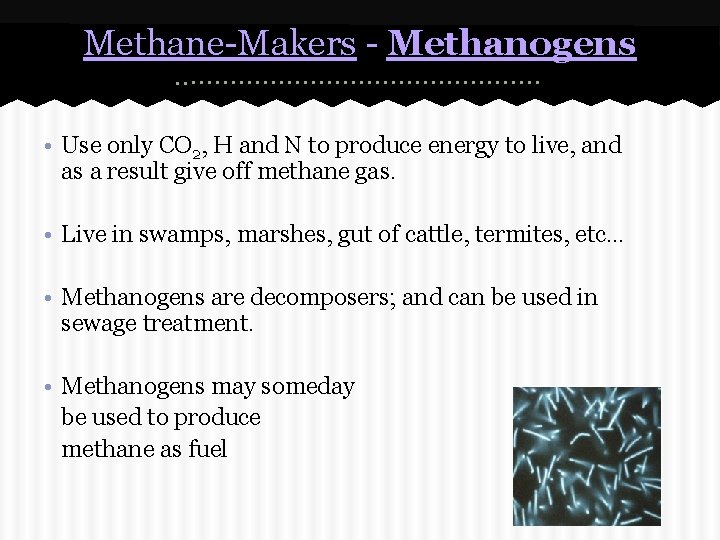 Kingdom Archaea Archaebacteria The Extreme Prokaryotes What Are