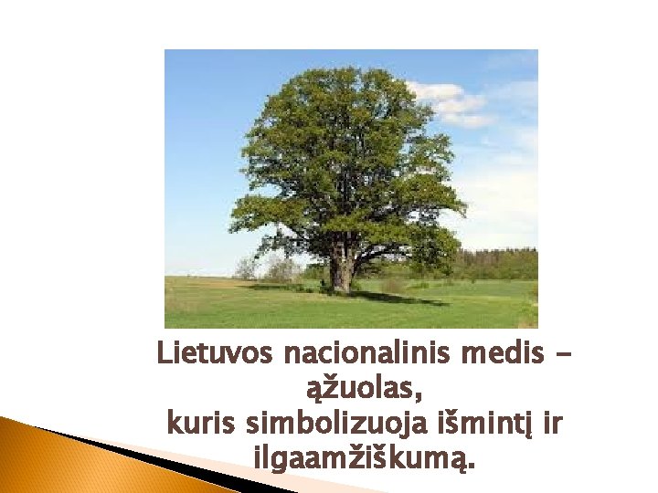 Lietuvos nacionalinis medis ąžuolas, kuris simbolizuoja išmintį ir ilgaamžiškumą. 