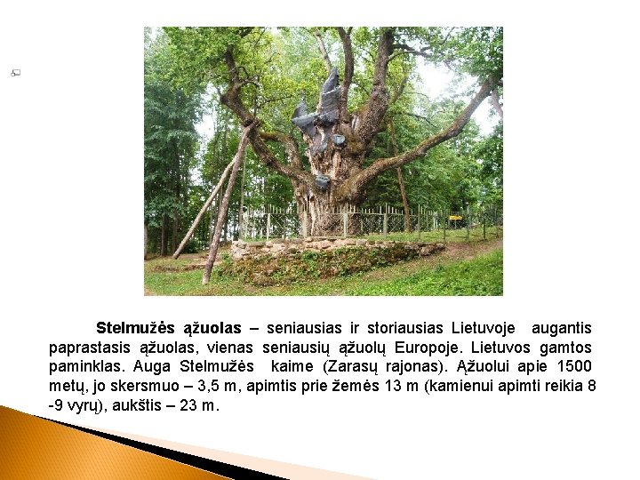 Stelmužės ąžuolas – seniausias ir storiausias Lietuvoje augantis paprastasis ąžuolas, vienas seniausių ąžuolų Europoje.