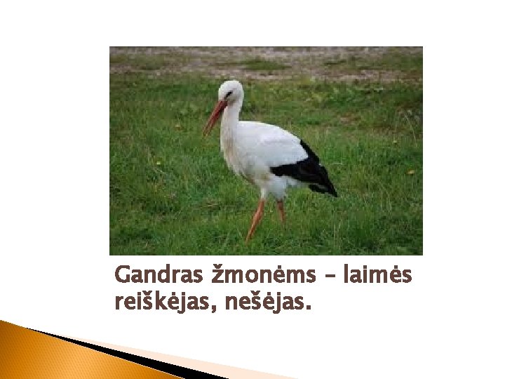 Gandras žmonėms – laimės reiškėjas, nešėjas. 