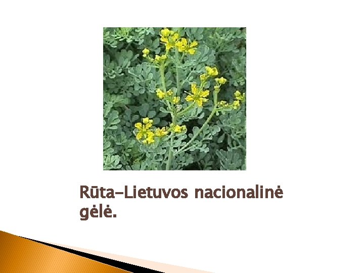 Rūta-Lietuvos nacionalinė gėlė. 