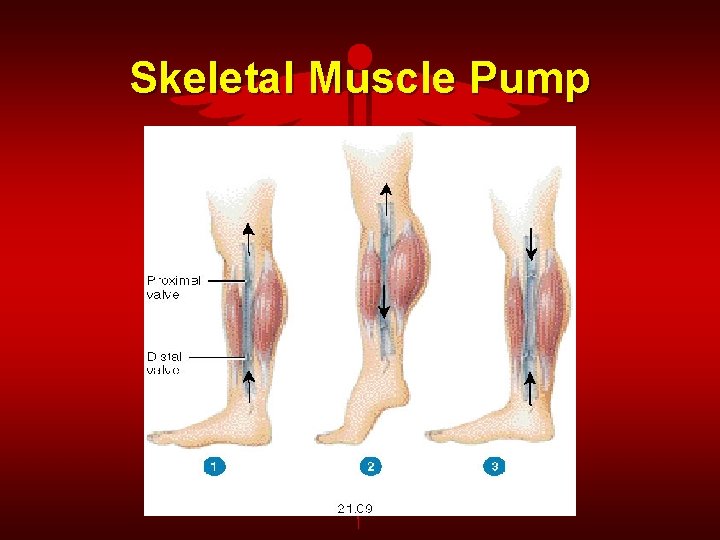 Skeletal Muscle Pump 