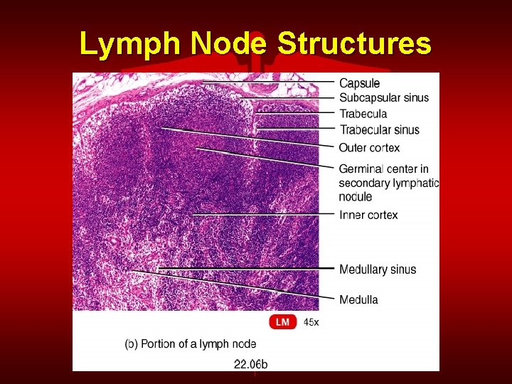 Lymph Node Structures 