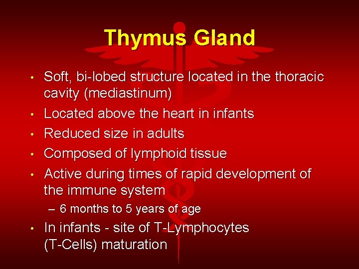 Thymus Gland • • • Soft, bi-lobed structure located in the thoracic cavity (mediastinum)