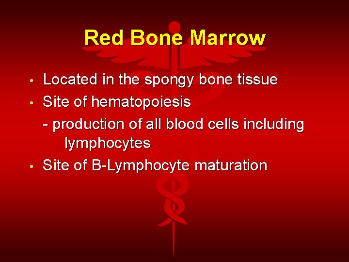 Red Bone Marrow • • • Located in the spongy bone tissue Site of