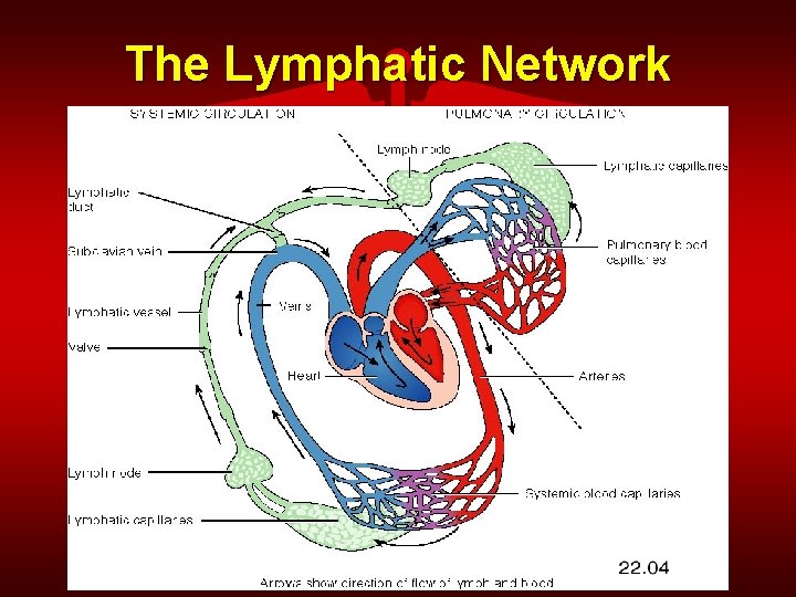 The Lymphatic Network 