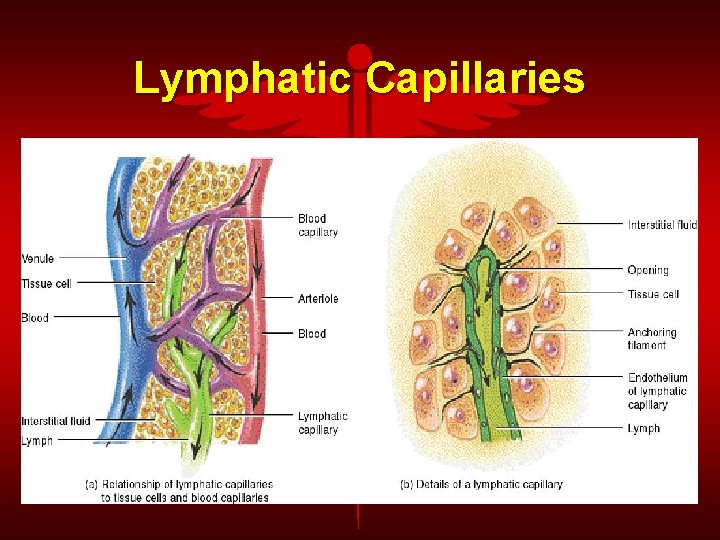 Lymphatic Capillaries 