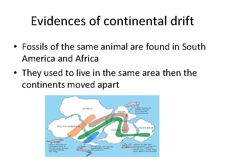 Evidences of continental drift • Fossils of the same animal are found in South