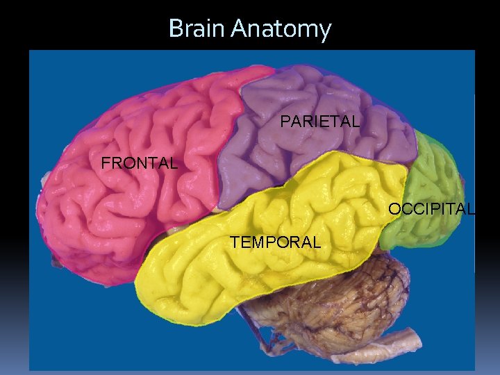 Brain Anatomy PARIETAL FRONTAL OCCIPITAL TEMPORAL Brain Anatomy PARIETAL FRONTAL OCCIPITAL TEMPORAL