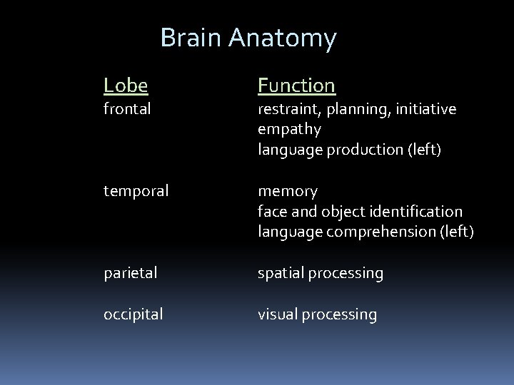 Brain Anatomy Lobe Function temporal memory face and object identification language comprehension (left) parietal Brain Anatomy Lobe Function temporal memory face and object identification language comprehension (left) parietal