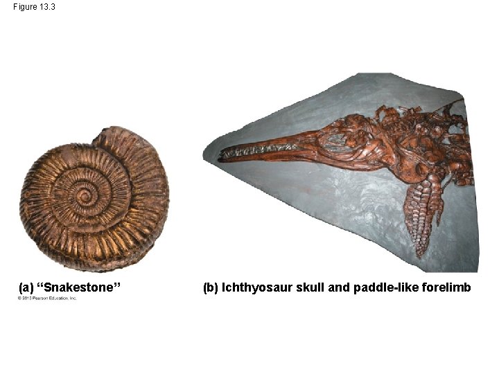 Figure 13. 3 (a) “Snakestone” (b) Ichthyosaur skull and paddle-like forelimb 
