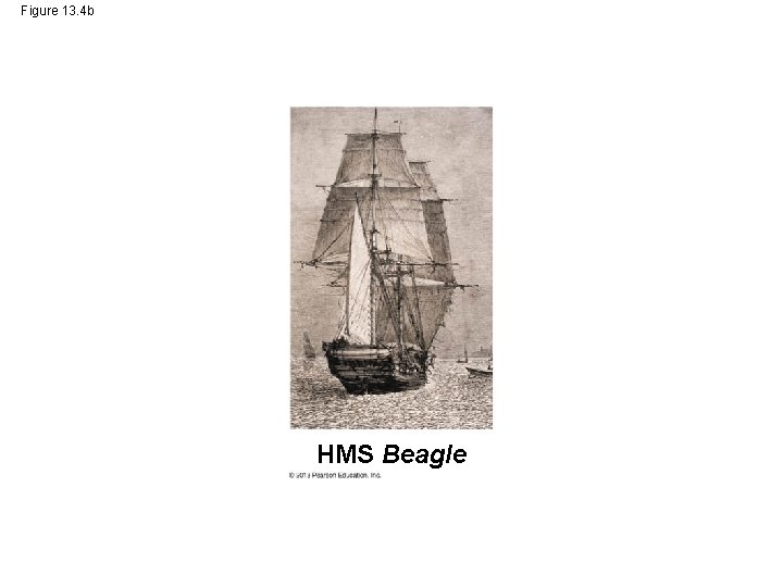 Figure 13. 4 b HMS Beagle 