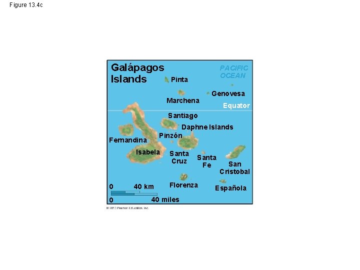 Figure 13. 4 c Galápagos Islands PACIFIC OCEAN Pinta Marchena Genovesa Equator Santiago Daphne