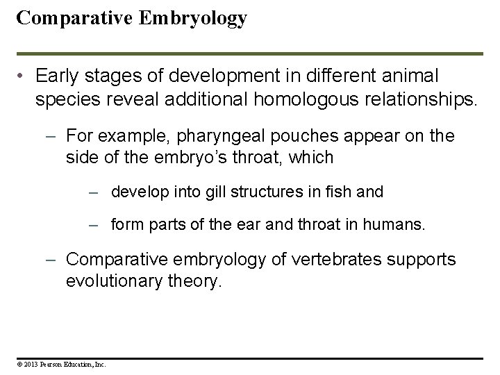 Comparative Embryology • Early stages of development in different animal species reveal additional homologous