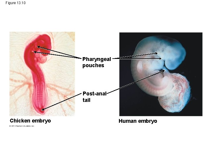 Figure 13. 10 Pharyngeal pouches Post-anal tail Chicken embryo Human embryo 