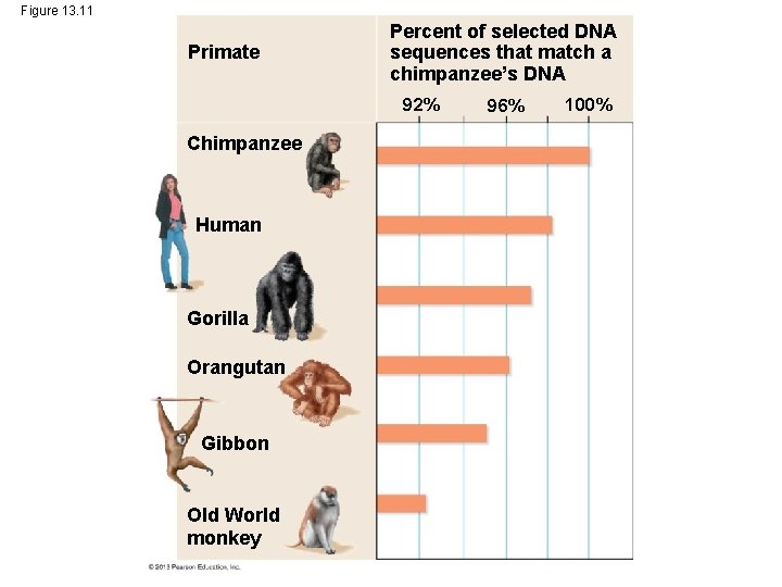 Figure 13. 11 Primate Percent of selected DNA sequences that match a chimpanzee’s DNA