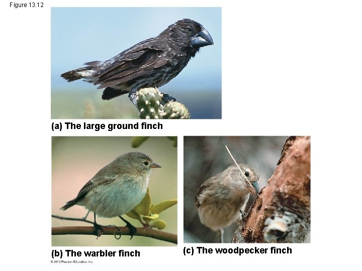 Figure 13. 12 (a) The large ground finch (b) The warbler finch (c) The