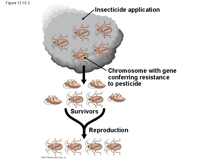 Figure 13. 15 -3 Insecticide application Chromosome with gene conferring resistance to pesticide Survivors