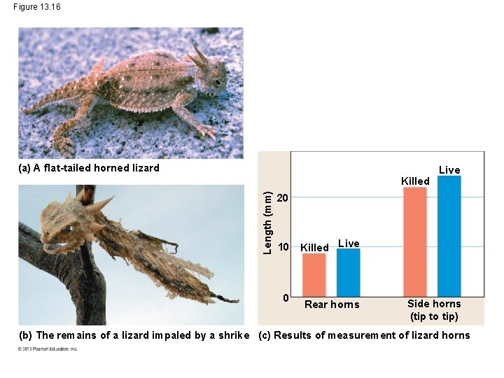 Figure 13. 16 (a) A flat-tailed horned lizard Length (mm) Killed Live 20 10