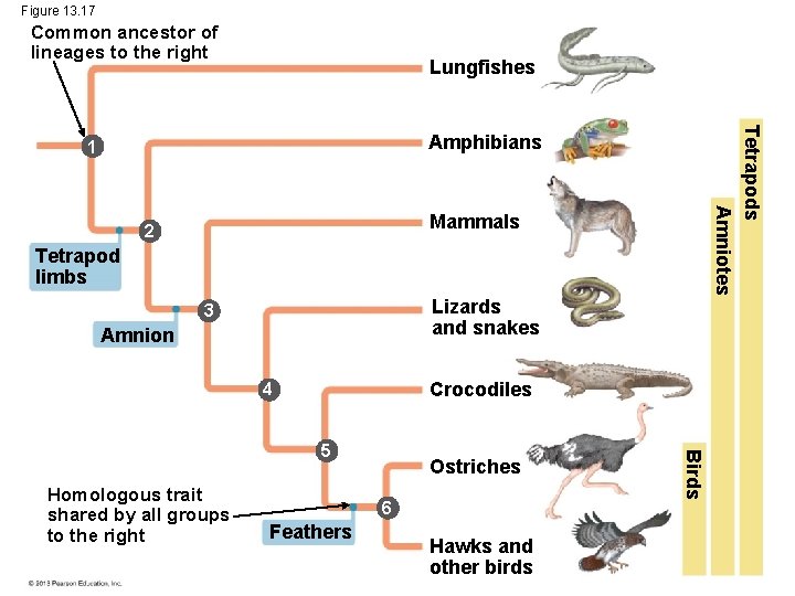 Figure 13. 17 Common ancestor of lineages to the right Lungfishes Tetrapods Amniotes Amphibians