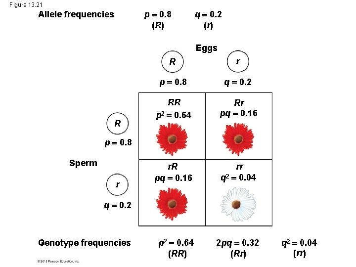 Figure 13. 21 p 0. 8 (R) Allele frequencies q 0. 2 (r) Eggs