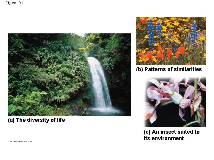 Figure 13. 1 (b) Patterns of similarities (a) The diversity of life (c) An