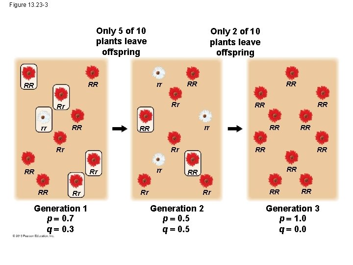 Figure 13. 23 -3 Only 5 of 10 plants leave offspring RR RR Only