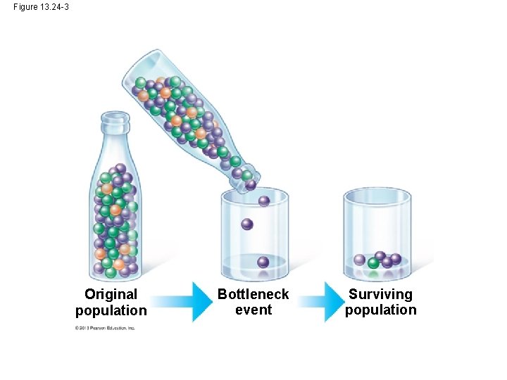 Figure 13. 24 -3 Original population Bottleneck event Surviving population 