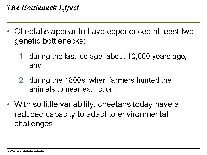 The Bottleneck Effect • Cheetahs appear to have experienced at least two genetic bottlenecks: