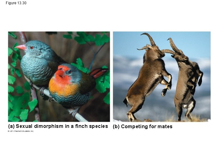 Figure 13. 30 (a) Sexual dimorphism in a finch species (b) Competing for mates