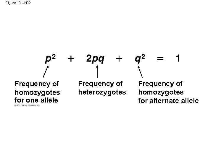 Figure 13. UN 02 Frequency of homozygotes for one allele Frequency of heterozygotes Frequency