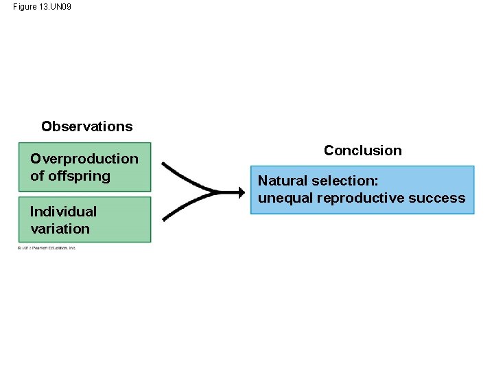 Figure 13. UN 09 Observations Overproduction of offspring Individual variation Conclusion Natural selection: unequal