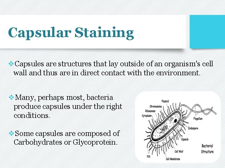 Capsular Staining v. Capsules are structures that lay outside of an organism's cell wall