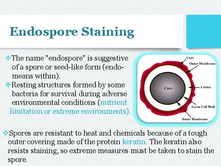 Endospore Staining v. The name "endospore" is suggestive of a spore or seed-like form