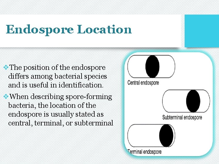 Endospore Location v. The position of the endospore differs among bacterial species and is