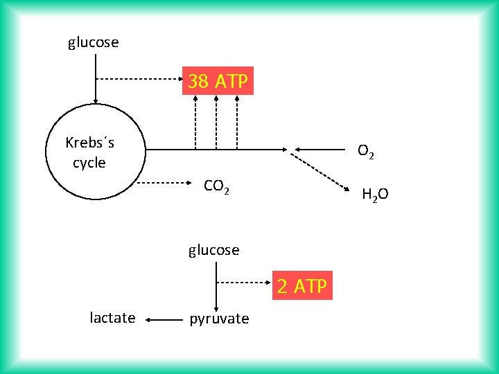glucose 38 ATP Krebs´s cycle O 2 CO 2 H 2 O glucose 2